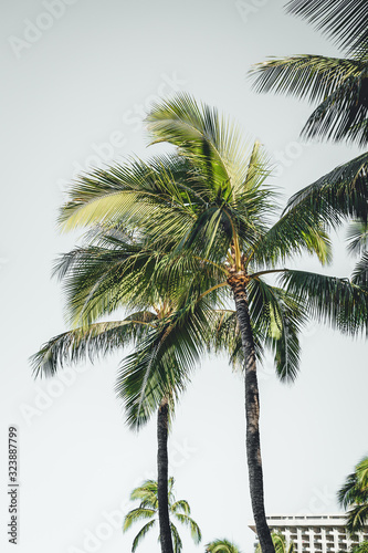 Tropical palm trees at Waikiki Beach, Oahu, Hawaii.