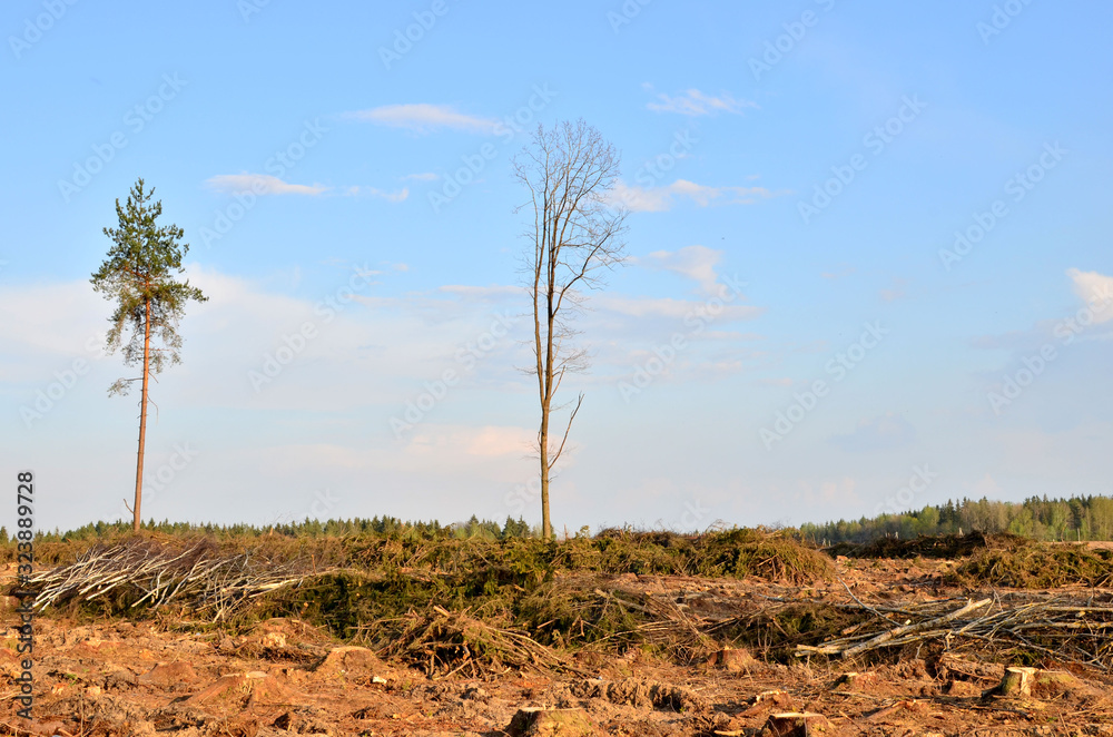 Cut trees in the forest. Deforestation and Illegal Logging ...