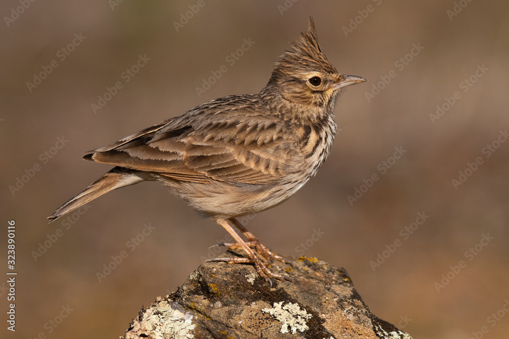 Thekla's lark bird on a rock with lichen Thekla's lark bird on a rock with lichen