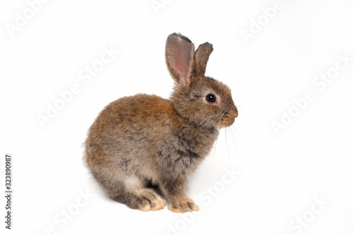 Cute brown baby rabbit sitting on a white background,isolated