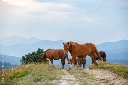 horses graze in a meadow in the Carpathians mountains. Portrait of brown wild horses on background of field in summer day. cattle grazing high up in mountains. healthy food and ecology concept