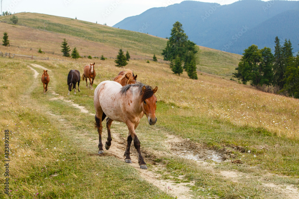 Obraz premium horses graze in a meadow in the Carpathians mountains. Portrait of brown wild horses on background of field in summer day. cattle grazing high up in mountains. healthy food and ecology concept