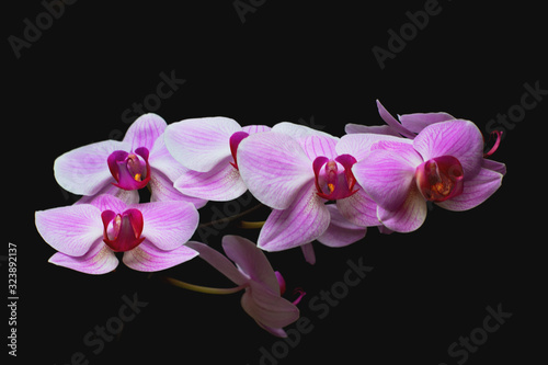 Beautiful pink orchid on a black background. Flowering branch of pink with white tropical phalaenopsis flower on a black background