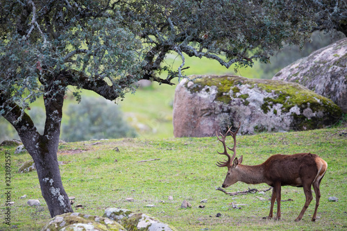 Deer stag and oak tree photo