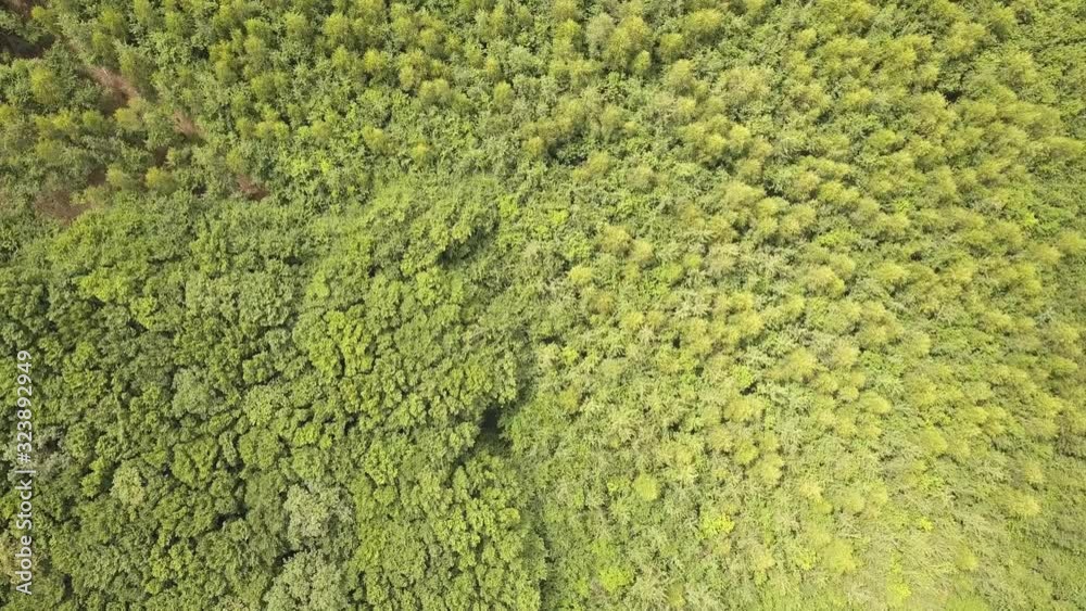Top down aerial view of green summer forest with many fresh trees. Top down aerial view of green summer forest with many fresh trees.