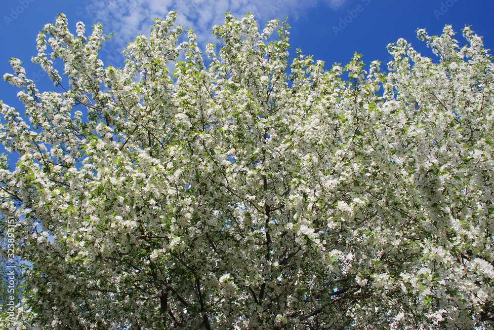 Apple trees shot during flowering.
