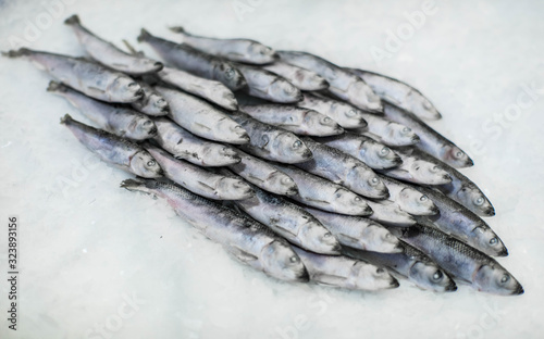 Close-up of fresh sprat on the ice in fish market. Winter fishing. Small silver fish.