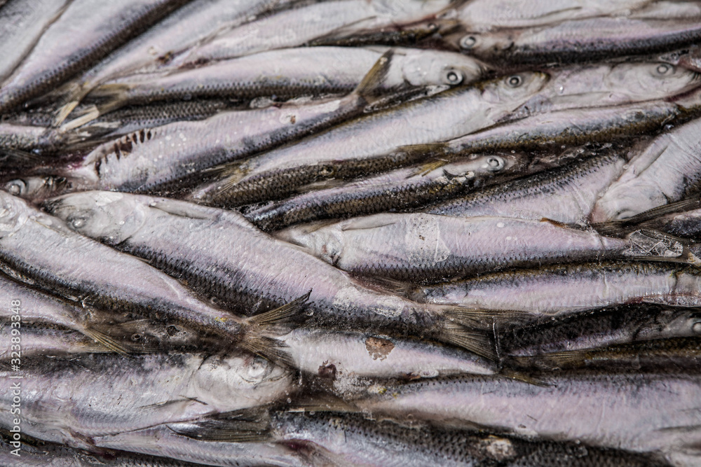 Close-up of frozen sprat in fish market. Winter fishing. Small silver fish. Close-up of frozen sprat in fish market. Winter fishing. Small silver fish.