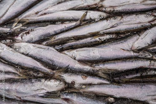 Close-up of frozen sprat in fish market. Winter fishing. Small silver fish.