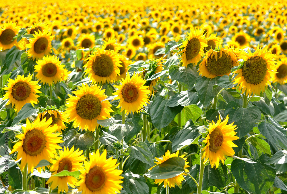 A beautiful field of sunflowers. The frame is completely filled with sunflowers. Close-up. A beautiful field of sunflowers. The frame is completely filled with sunflowers. Close-up.