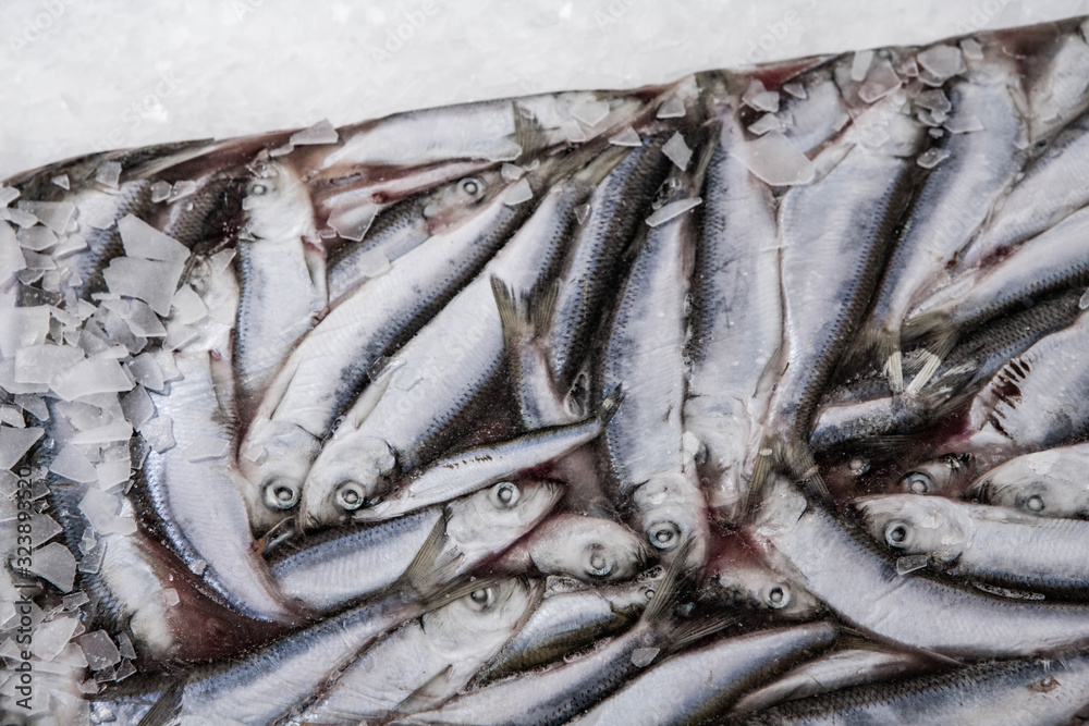 Close-up of sprat brick on the ice in fish market. Winter fishing. Frozen small silver fish. Close-up of sprat brick on the ice in fish market. Winter fishing. Frozen small silver fish.