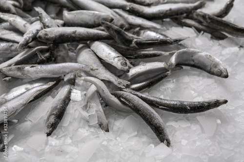 Close-up of fresh sprat on the ice in fish market. Winter fishing. Small silver fish production.