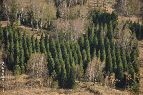 spring forest aerial view in Siberia