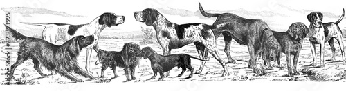 German shorthaired pointer banner / dog poster/ dog collection / Antique engraved illustration from Brockhaus Konversations-Lexikon 1908