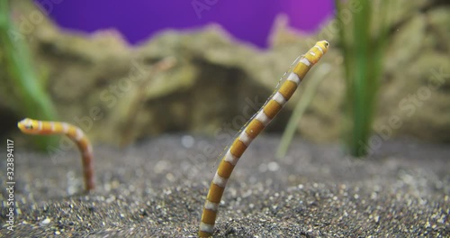 Spotted garden eel or Heteroconger hassi in sand in aquarium. photo