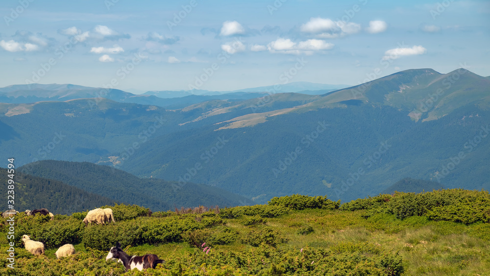 Highlands where a flock of sheep grazes. Sheep graze in the mountains. Traditional economy Highlanders Highlands where a flock of sheep grazes. Sheep graze in the mountains. Traditional economy Highlanders
