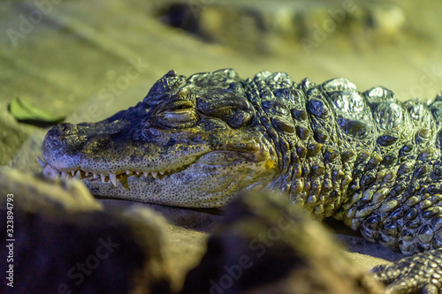 closeup of a crocodile
