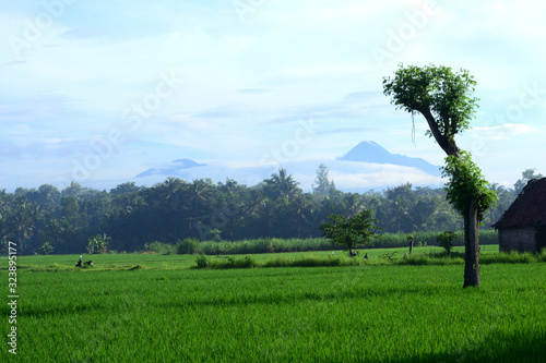 Rice field with one tree