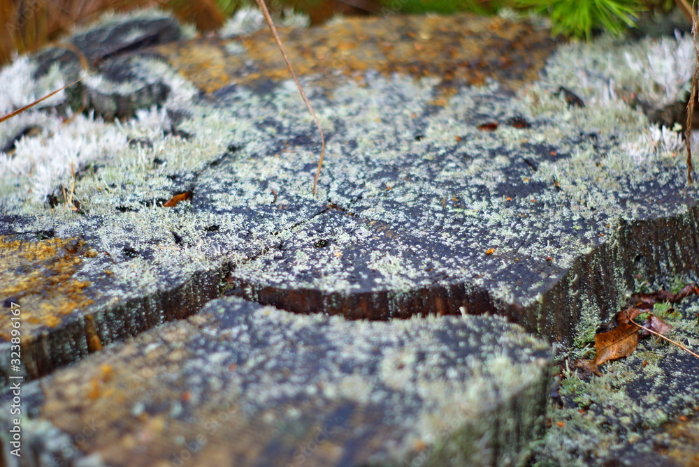 Lichen on a stump Lichen on a stump