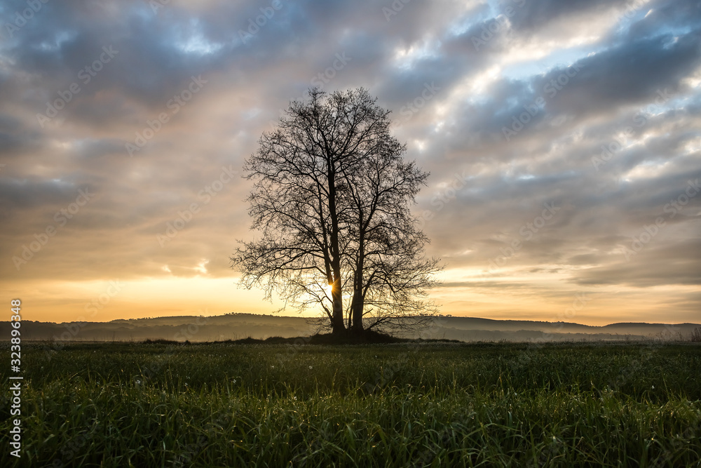 Obraz premium single tree in the field
