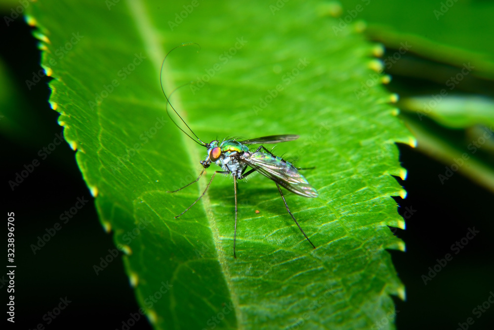 Fototapeta premium as Baccha elongata. It is one kind of flies