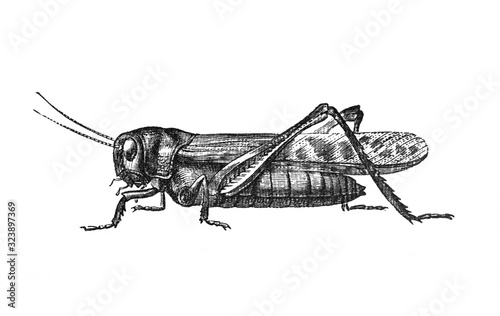 Grasshopper Migratory locust (locusta migratoria) / Antique engraved illustration from Brockhaus Konversations-Lexikon 1908 photo