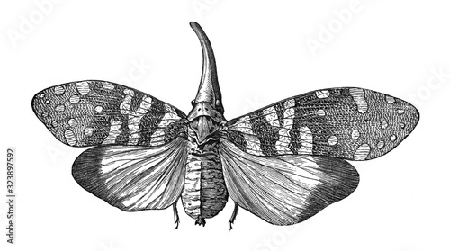 Lantern bug, planthopper, fulgora candelaria, pyrops candelaria /Antique engraved illustration from Brockhaus Konversations-Lexikon 1908 photo