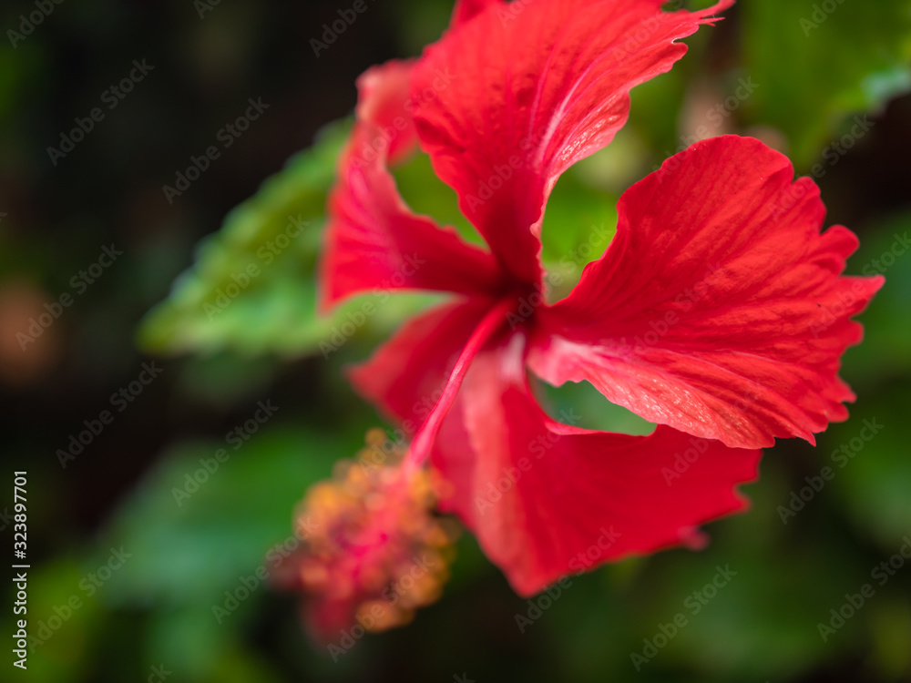 Macro image of tropical red hibiscus flower growing in jungle