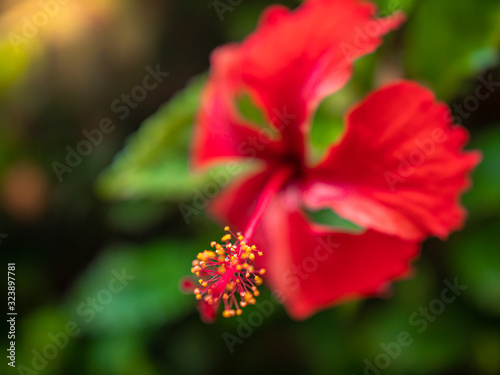 Macro image of blooming red hibiscus flower in tropical jungle forest