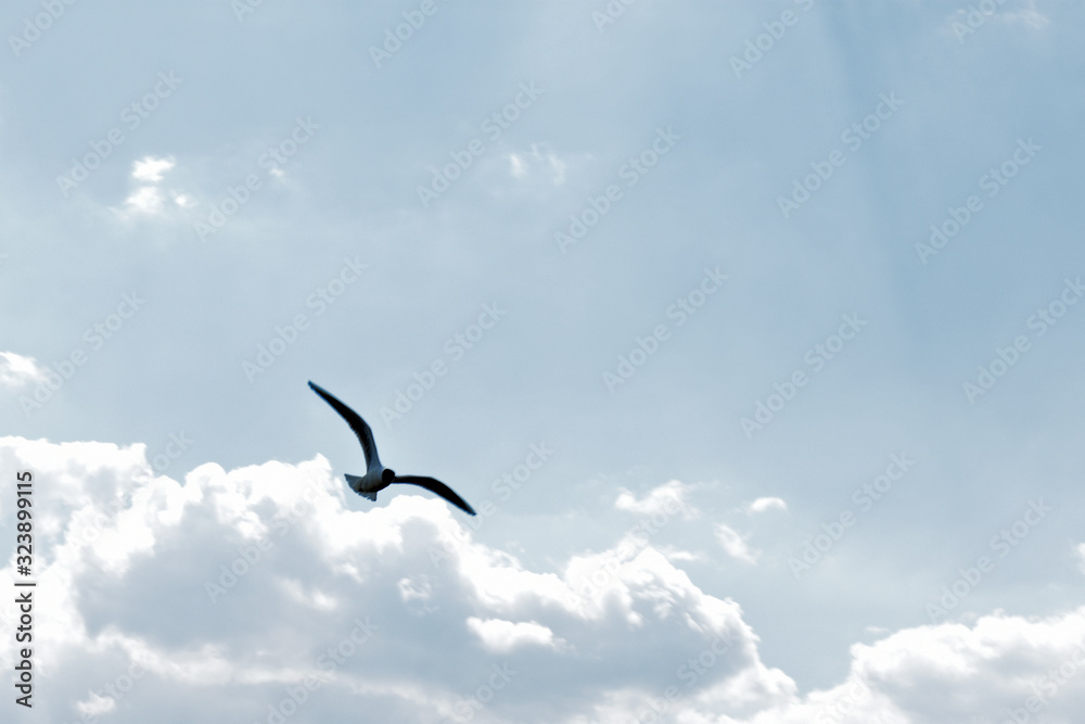 a Seagull flies across the sky with clouds
