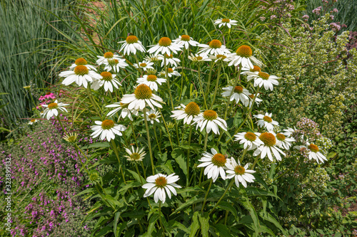 Coneflower, Sonnenhut, Echinacea photo