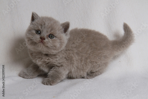 british cat kitten