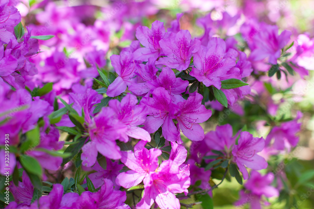 Beautiful floral background full of fresh blooming pink azalea in springtime. Side view. Daylight. Soft selective focus. Horizontal orientation Beautiful floral background full of fresh blooming pink azalea in springtime. Side view. Daylight. Soft selective focus. Horizontal orientation