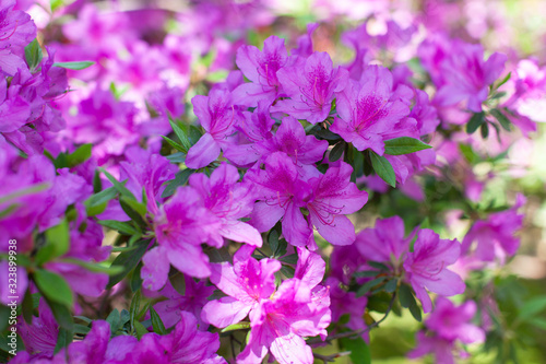Beautiful floral background full of fresh blooming pink azalea in springtime. Side view. Daylight. Soft selective focus. Horizontal orientation
