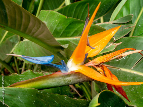 Closeup image of beautiful colorful paradise bird blooming flower in the garden