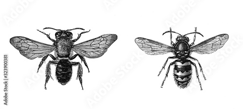 Honey bee (Andrena albicans) and Common wasp (Vespula vulgaris) Antique engraved illustration from Brockhaus Konversations-Lexikon 1908 © Basicmoments
