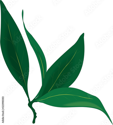 Isolated bay leaf green colour. Vector illustration. Bayleaf. Eps 10.