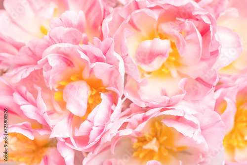 Beautiful peony pink tulips close up view. Greeting card for Mother's day, Wo...