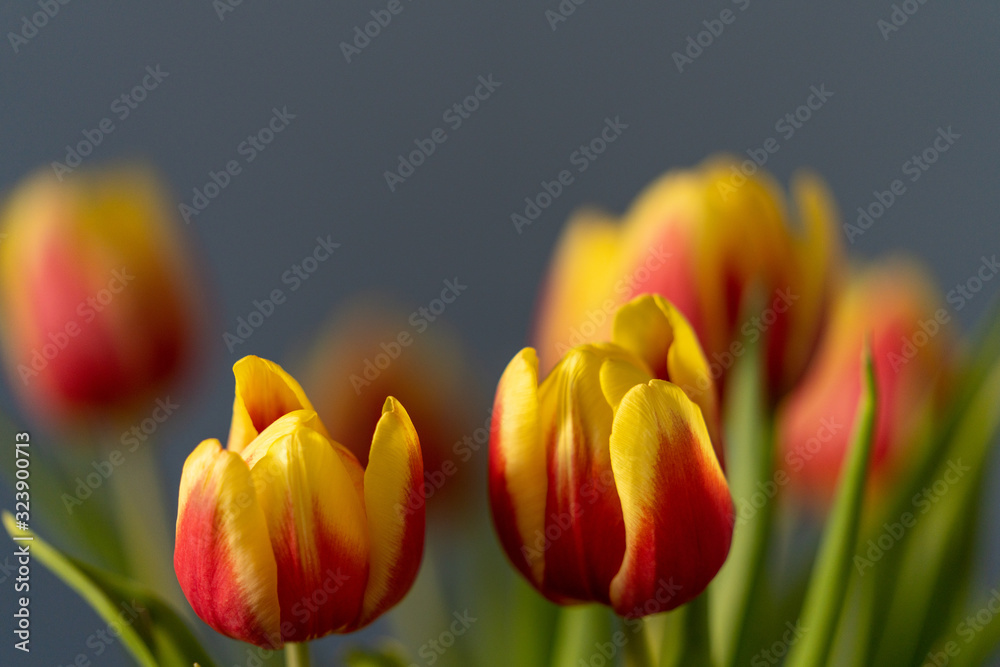 Obraz premium red and yellow tulips in a vase on dark background