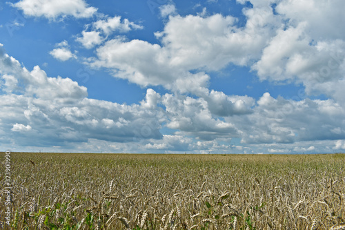 green wheat field and blue sky