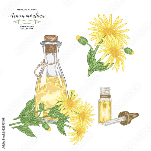 Arnica montana essential oil. Hand drawn arnica flowers with glass bottle isolated on white background. Medical plants collection. Vector illustration.