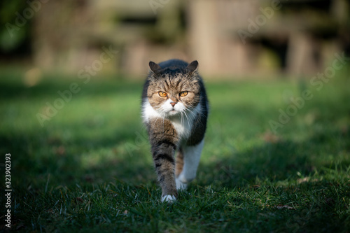 cute tabby white british shorthair cat looking walking towards camera on green grass with illuminated face by sunlight