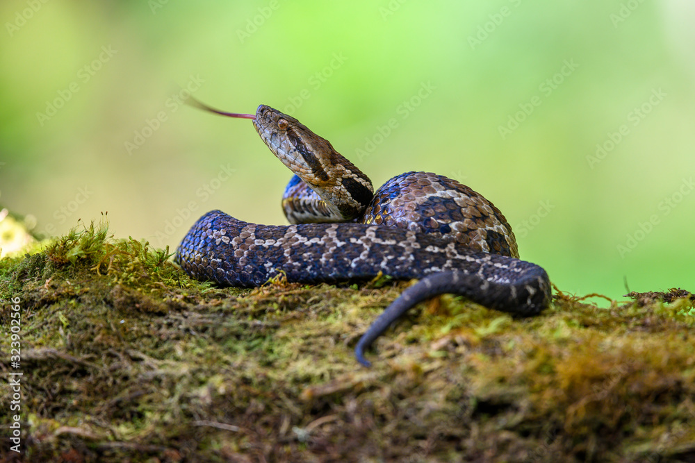 Fototapeta premium Viper, Atropoides picadoi, Picado´s Pitviper danger poison snake in the nature habitat, Tapantí NP, Costa Rica. Venomous green reptile in the nature habitat. Poisonous viper from Central America.