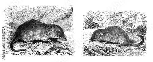 Photos Sorex pygmaeus and Sorex vuolgaris shrew-mouse Antique engraved illustration fro