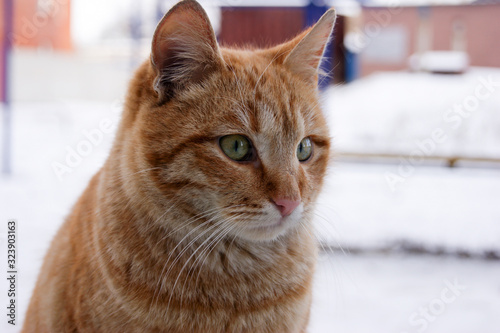 Portrait of a red cat with green eyes.