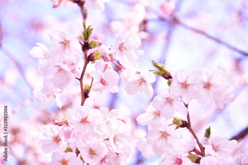桜 桜