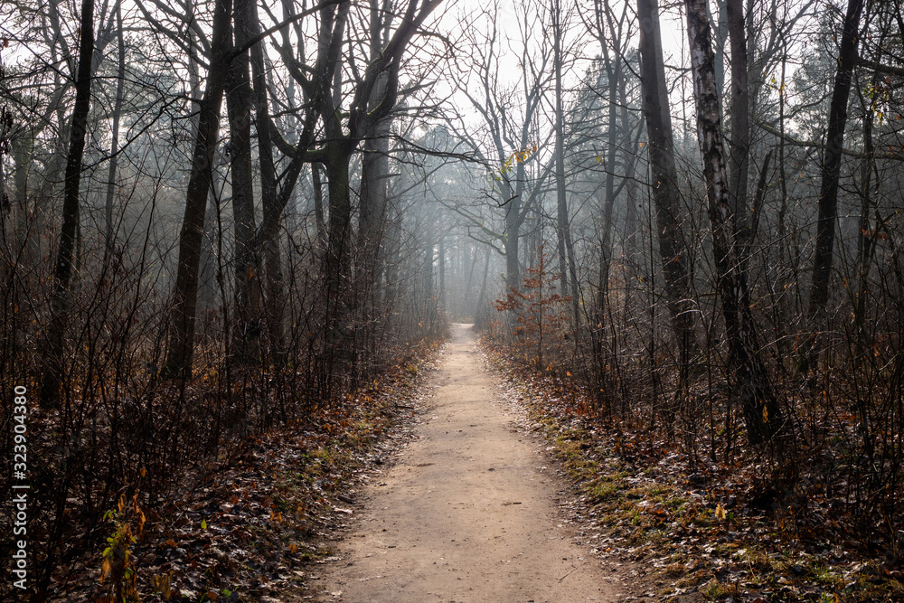 Naklejka premium Beautiful mystical autumn forest. Landscape with autumn forest with road. Mystierious foggy forest alley with bare trees and fallen leaves