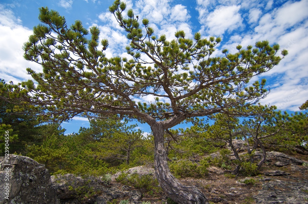 Fototapeta premium pine