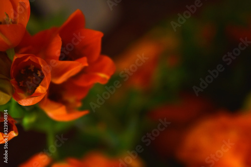 red rose on black background