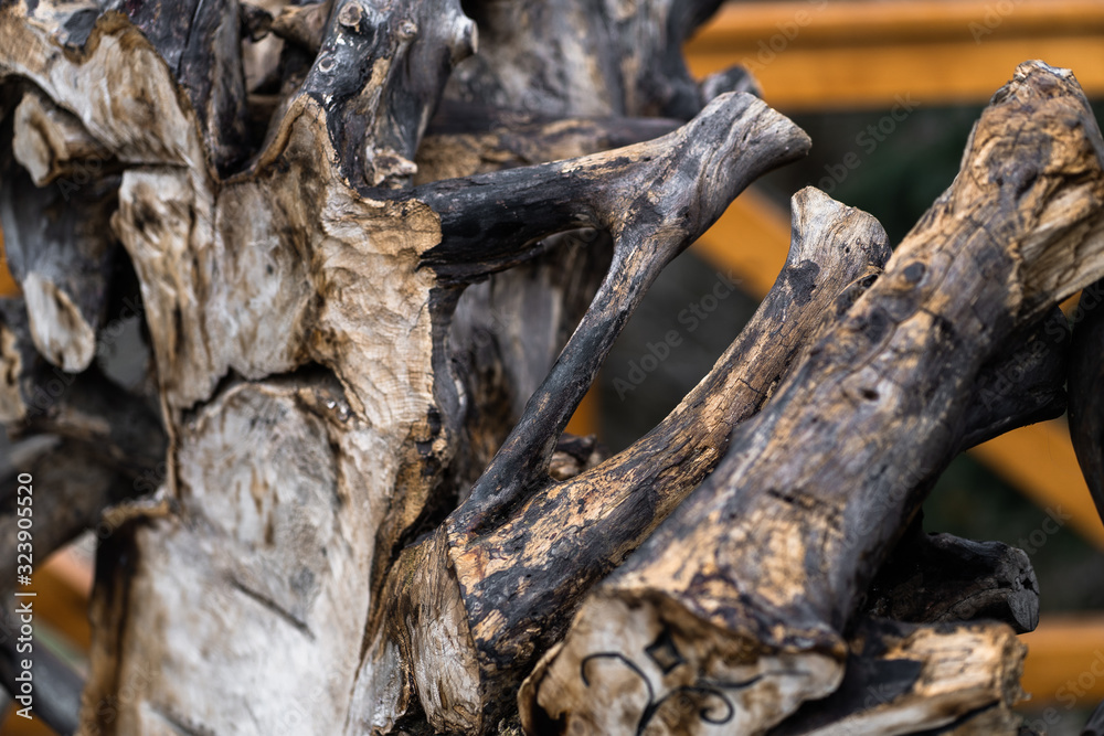 beautiful figures carved into a tree nature landscape background. A wooden figure carved in a tree trunk. beautiful figures carved into a tree nature landscape background. A wooden figure carved in a tree trunk.